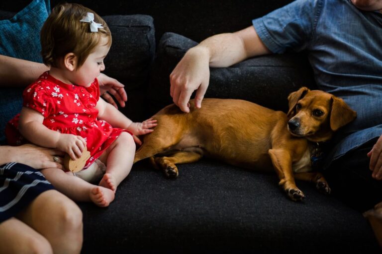 toddler touching dog sitting on a couch